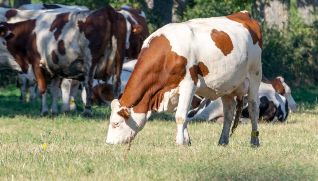 race montbéliarde vache