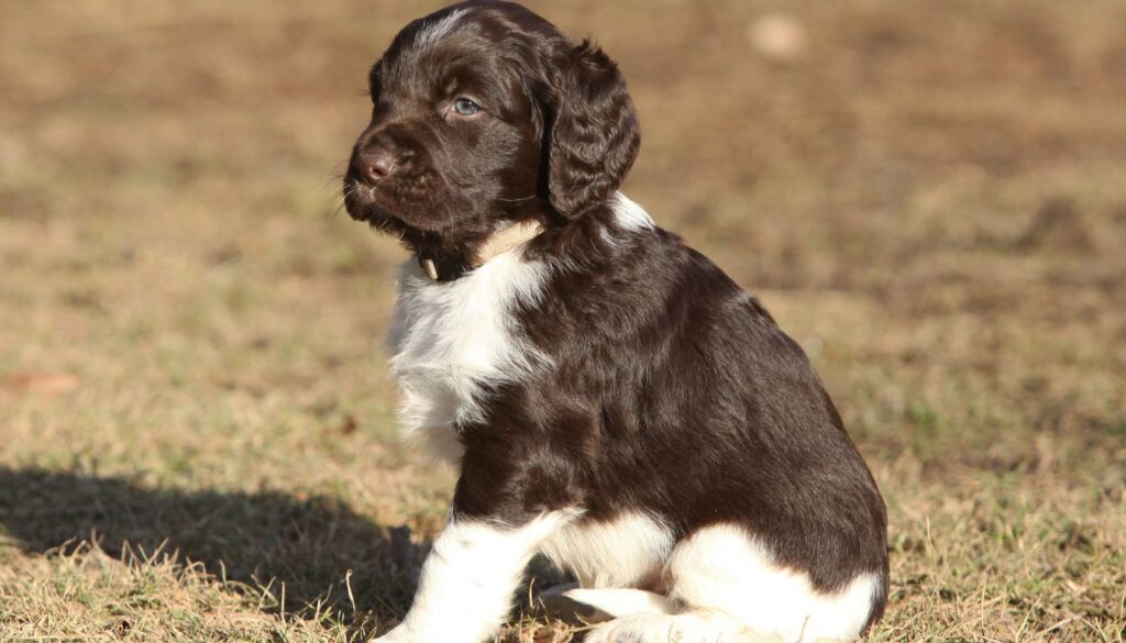 Chiot Munsterlander