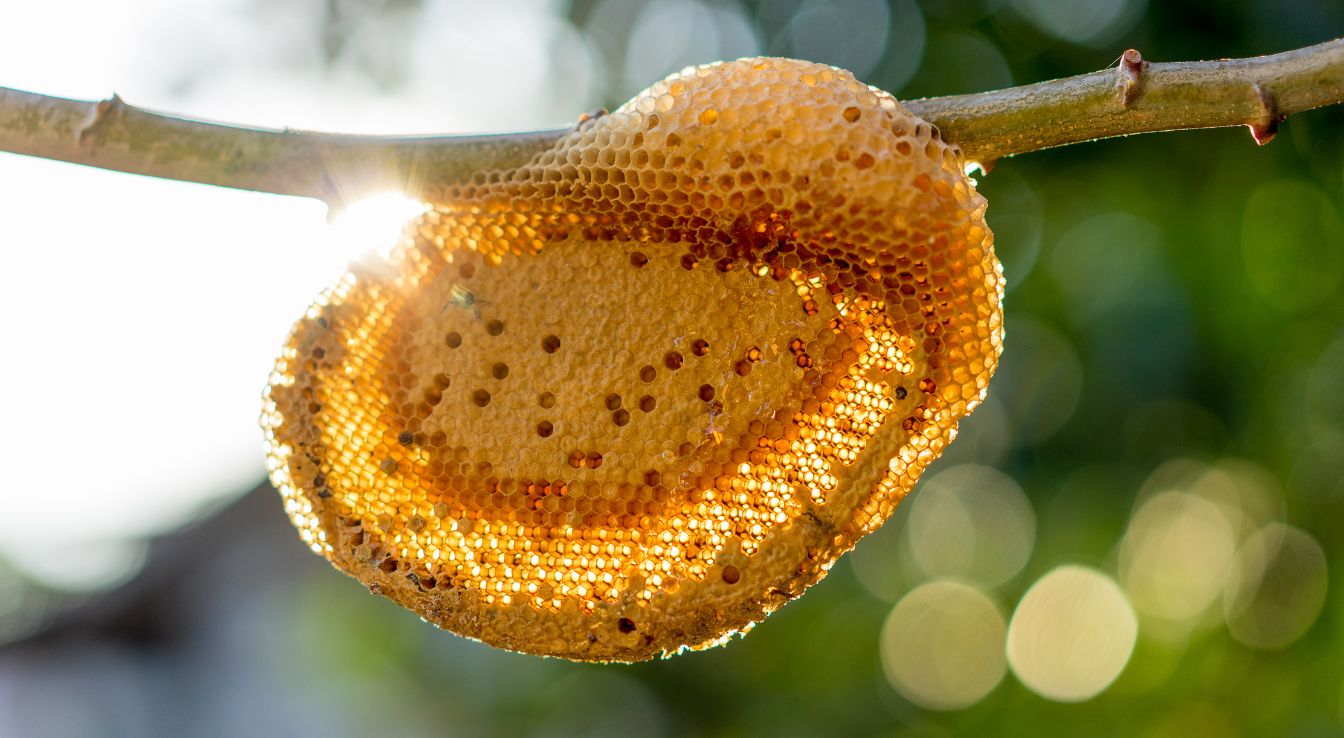 Nid d'abeilles sauvage
