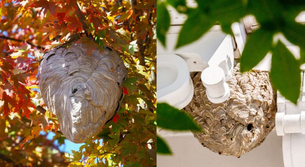 Nids de frelon et de guêpe