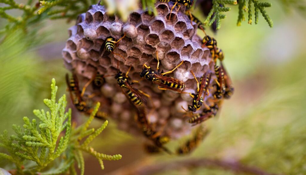 nids guêpes visuels sonores Nids Guepes Visuels Sonores