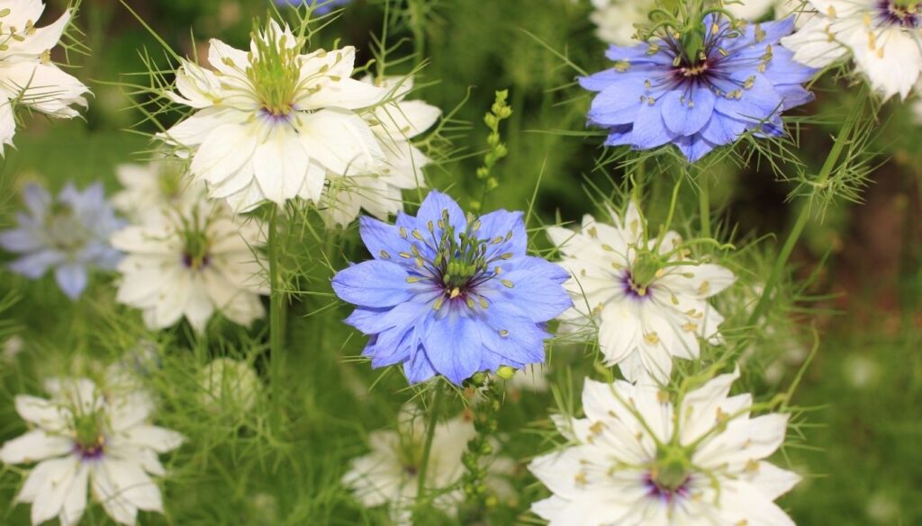 Nigelle de Damas