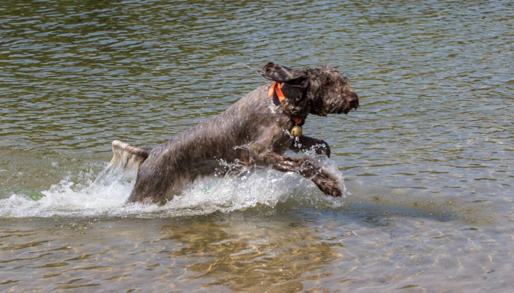 Nivernais Griffon
