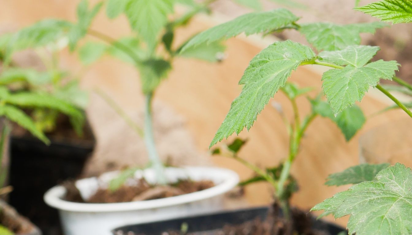 Framboisier en pot : 7 étapes pour réussir sa culture