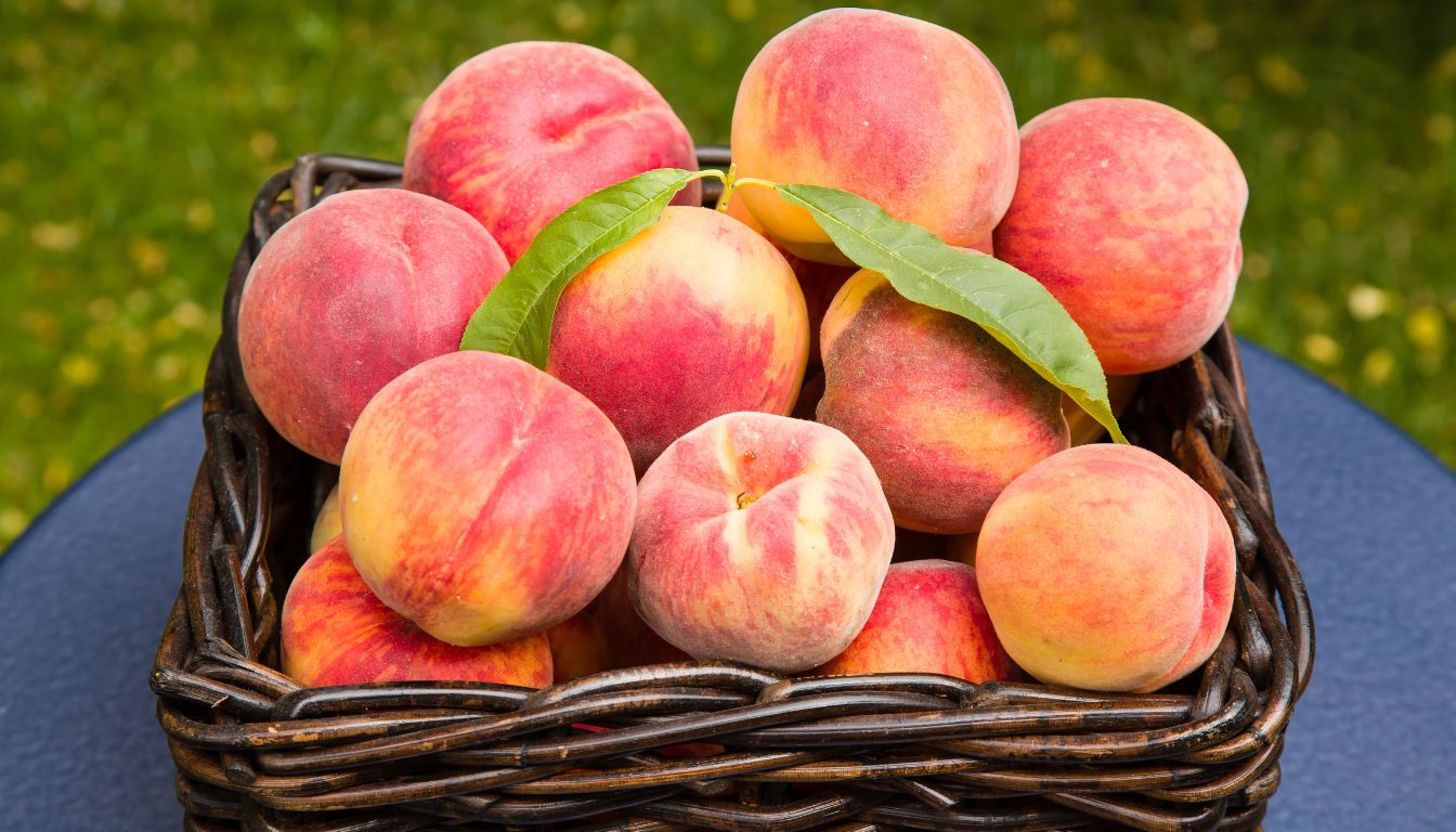 Pêche de vigne : 5 secrets puissants