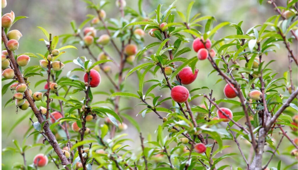 Tailler les pêchers de vigne