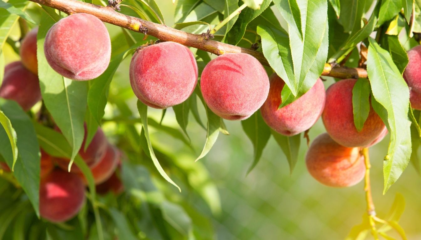 Pêcher : 3 gestes essentiels pour un arbre en pleine forme