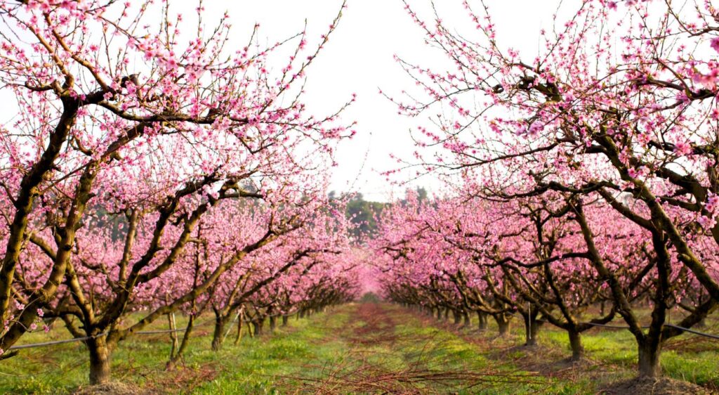 Pêchers en fleurs