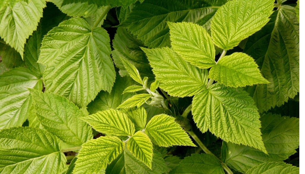 Période pour récolter les feuilles de framboisier