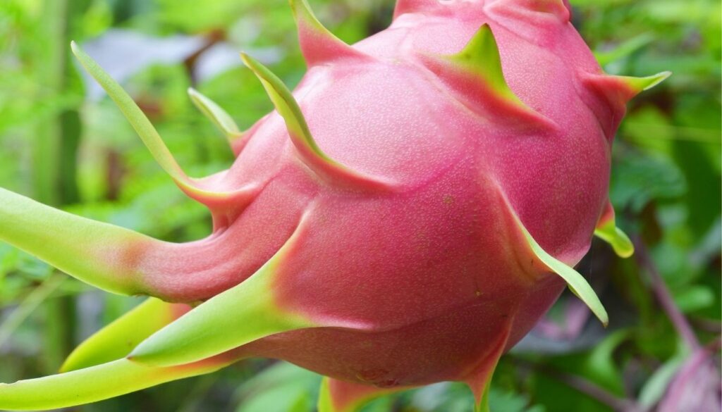 pitaya bienfaits
