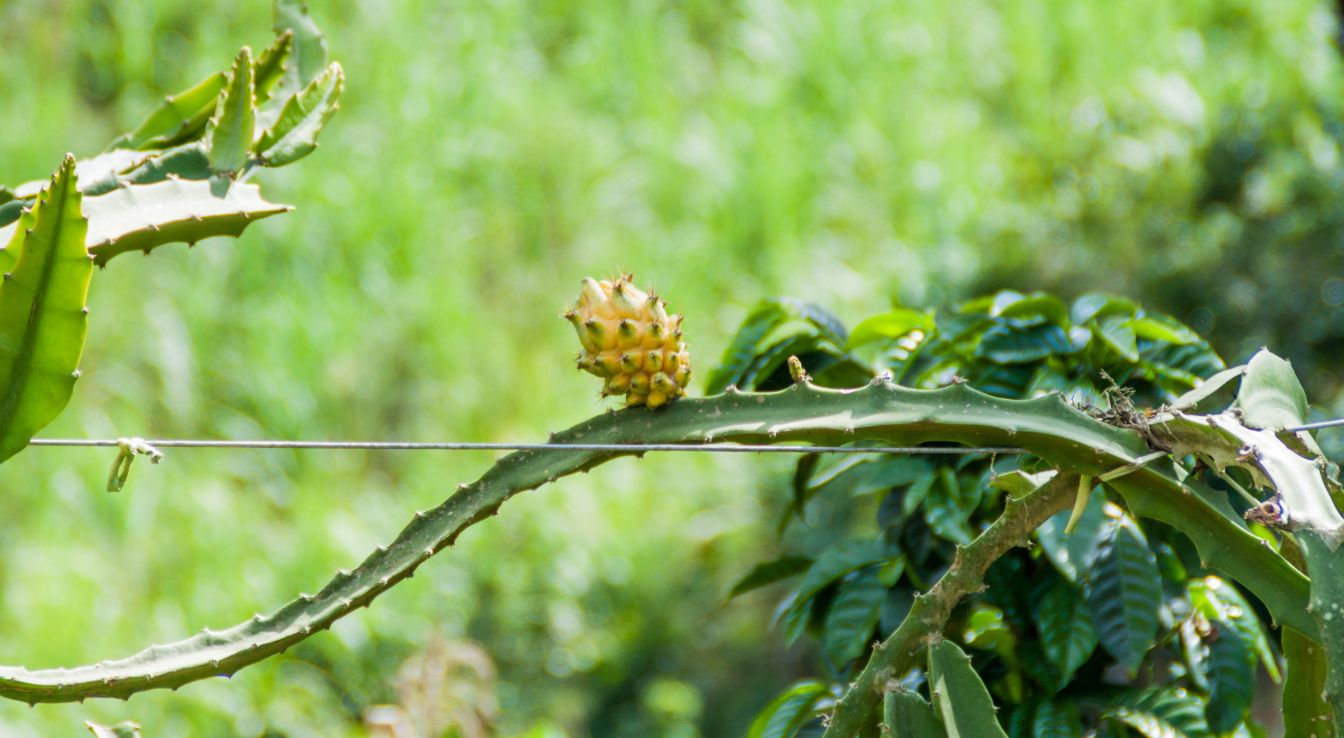 Cultiver le pitaya jaune
