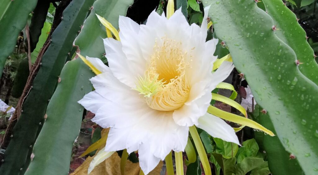 Pitaya jaune en fleur