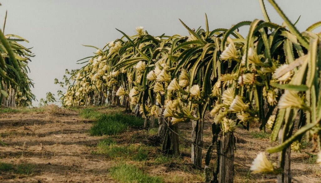 Le Pitaya pousse sur une plante grimpante