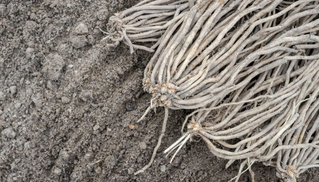 Plantation Des Asperges