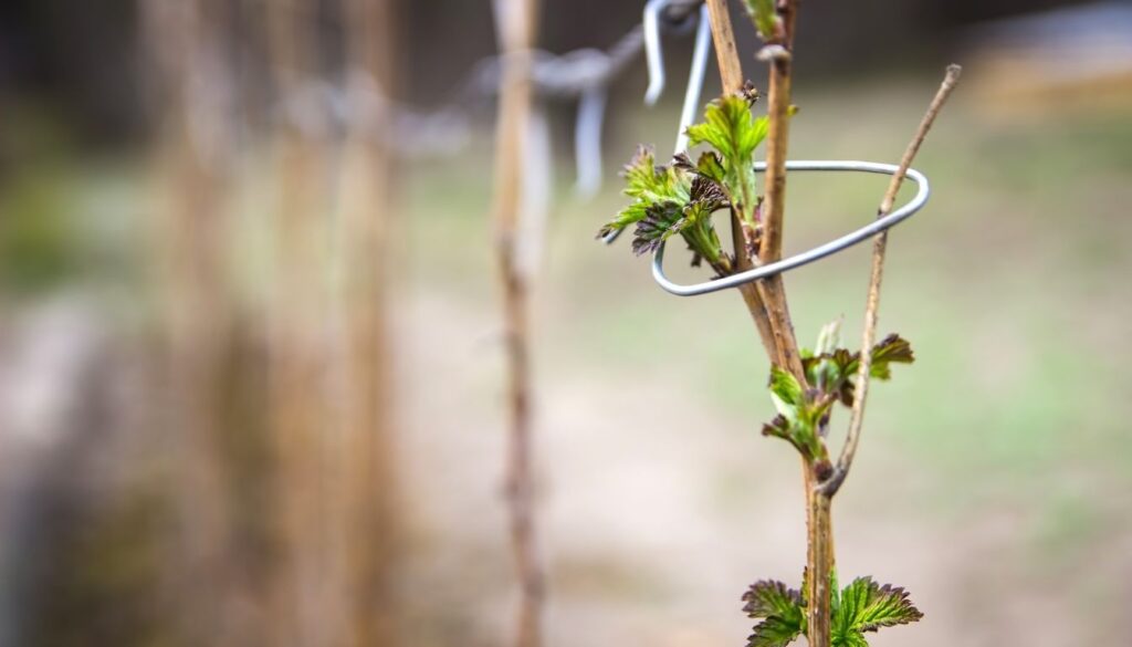 Comment planter des framboisiers