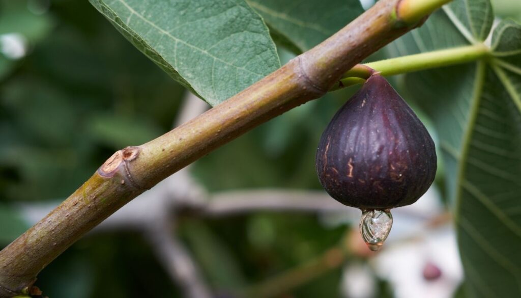 Planter un Figuier : choisir la bonne variété