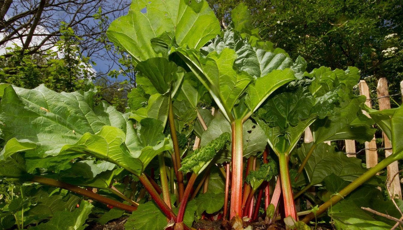 Planter la rhubarbe