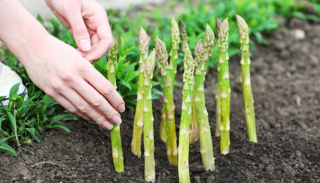 Planter les couronnes des asperges