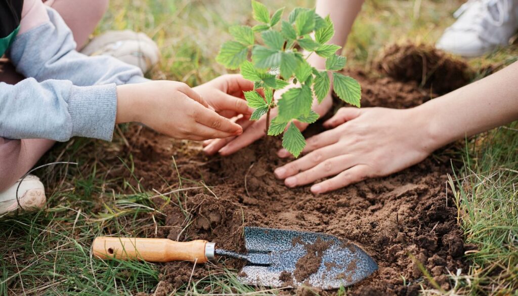 Planter les framboisiers