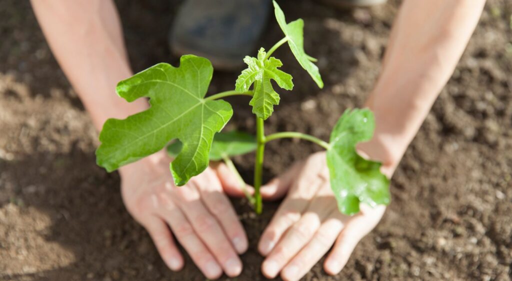 taille figuier Planter un figuier