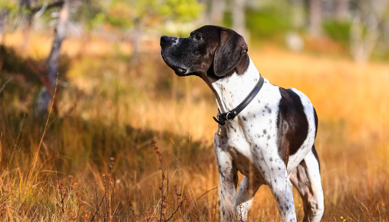 Pointer chien de chasse