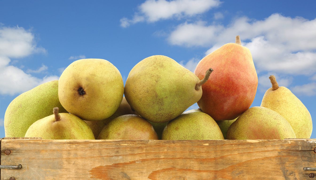 Poire Comice