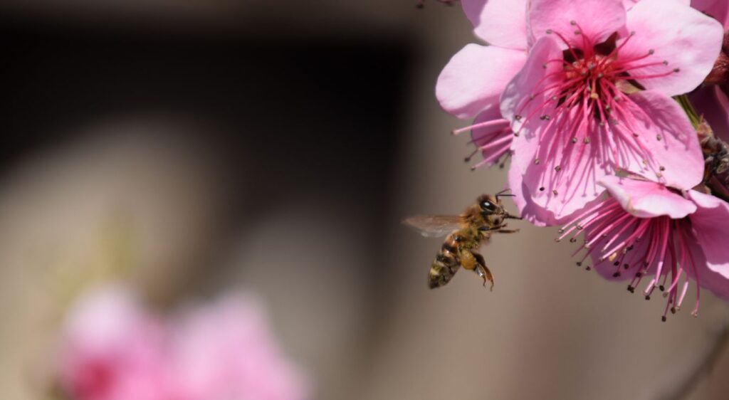 Pollinisation du pêcher