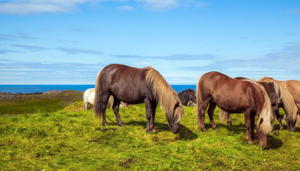 Poney des Shetland