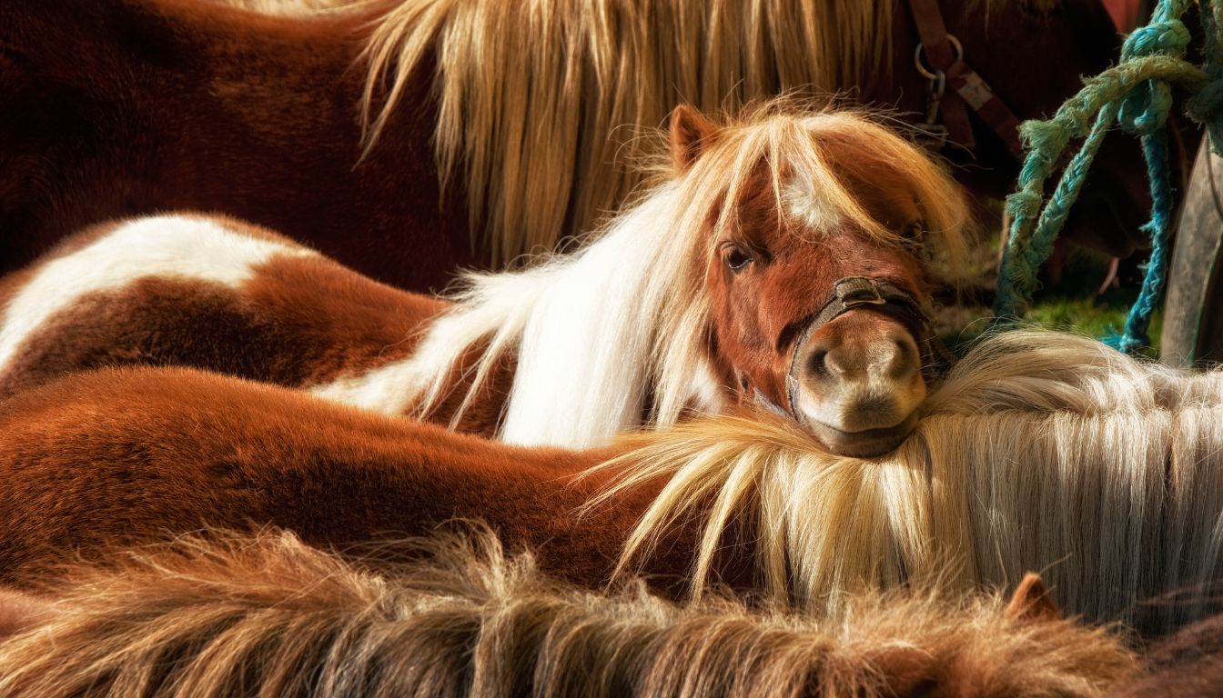 Poney Shetland