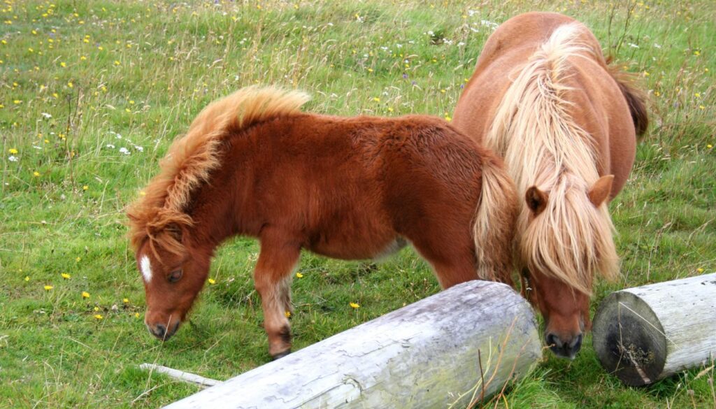 Poney Shetlands