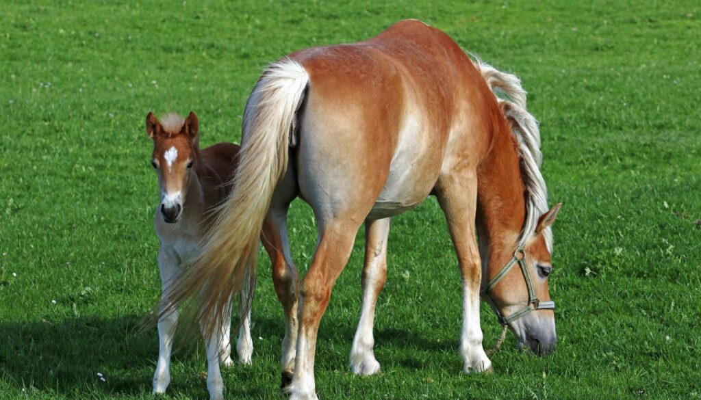 Pourquoi choisir un Haflinger