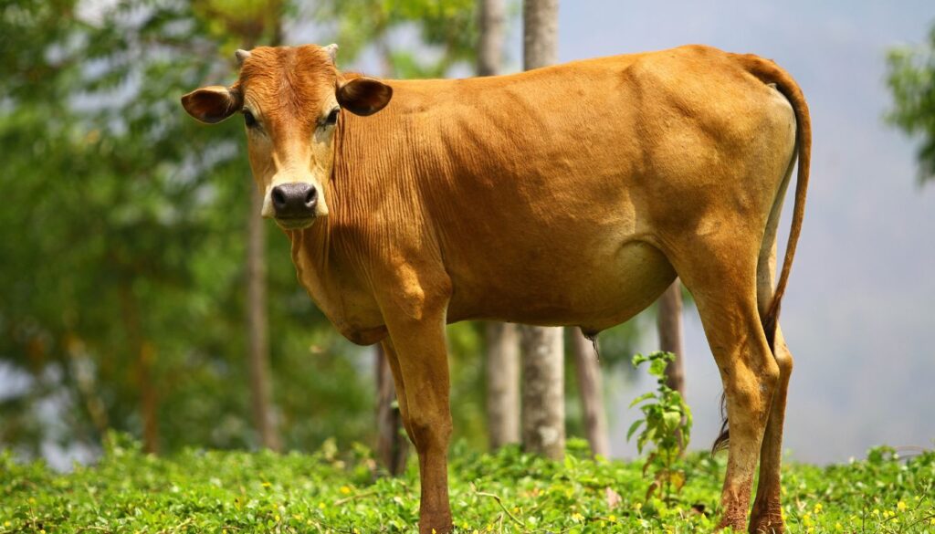 Vache tarine : jeune taureau