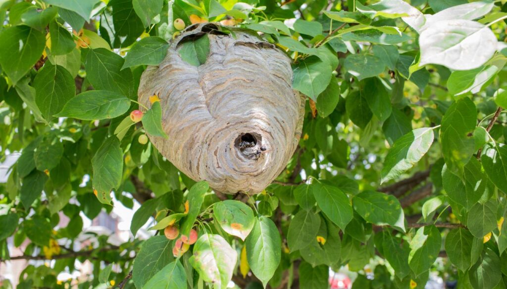 prévention nid de frelon Prévention Nid de Frelon