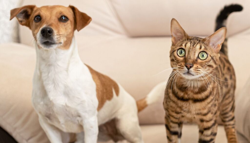 Chat du Bengal allergie