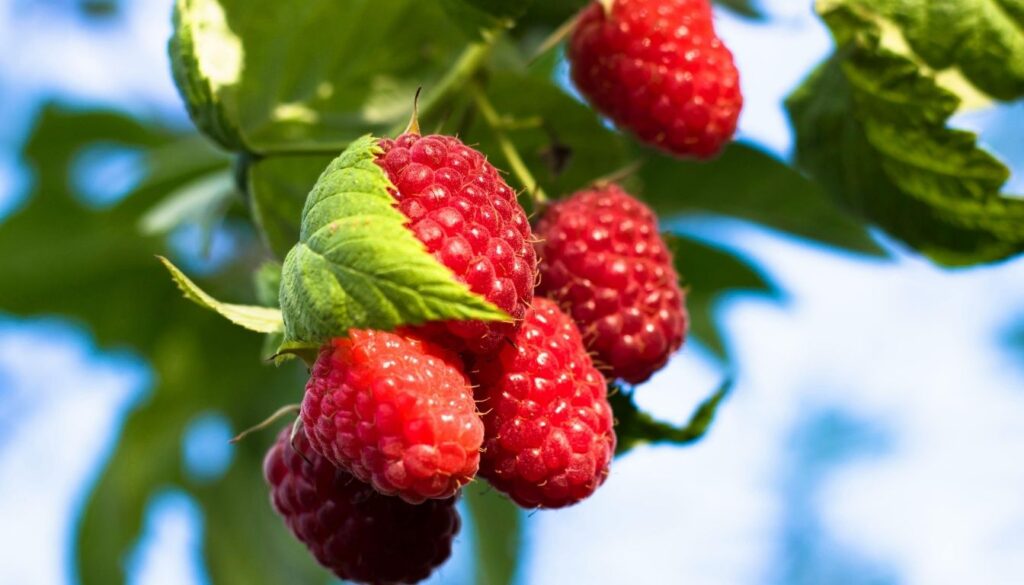 où acheter des framboises