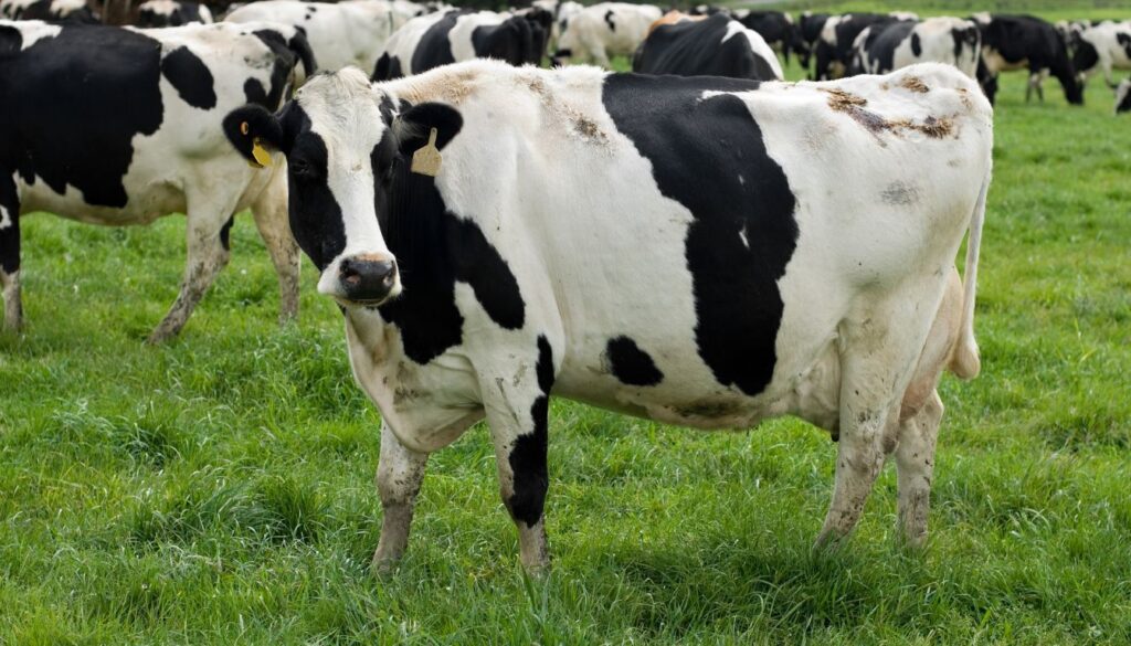 production laitière Holstein Caractéristiques de la vache Holstein