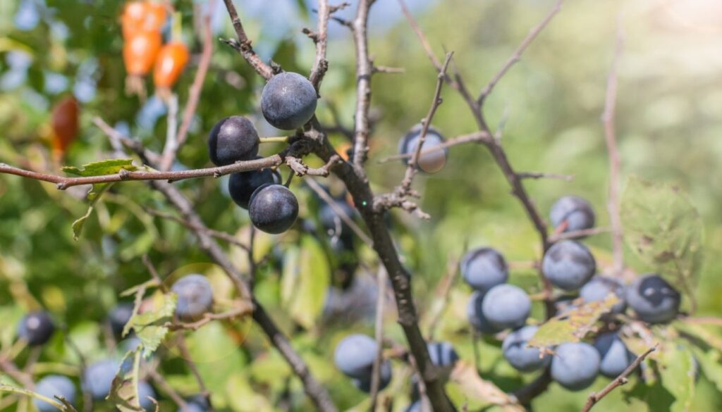 Prune Sauvage