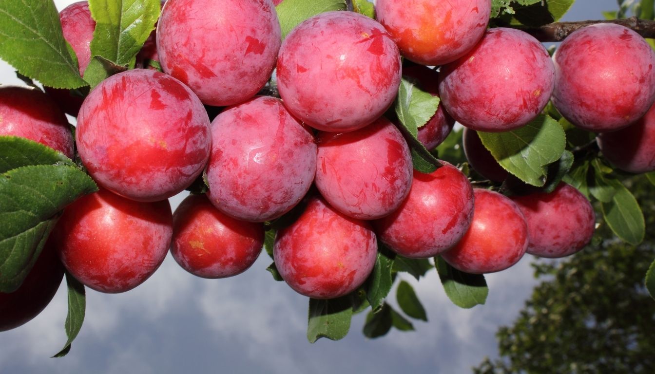 Prunier Cerise ou myrobolan