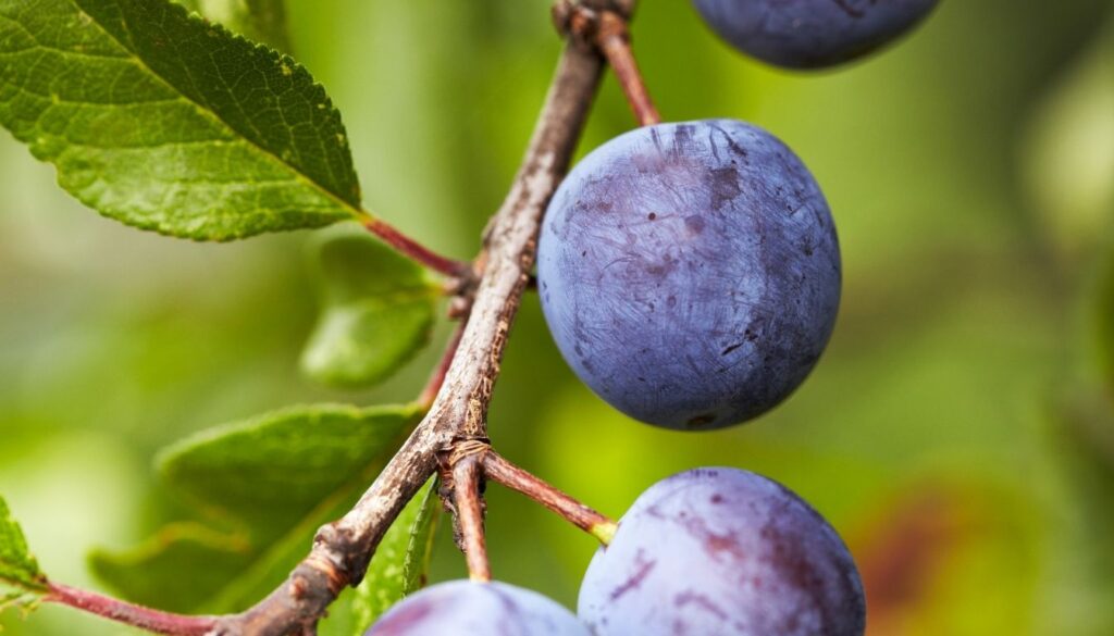 Prunus cerasifera