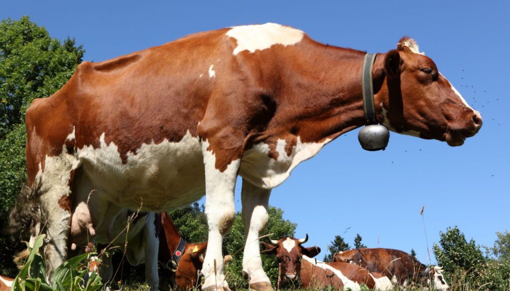 Production de lait de la vache montbéliarde