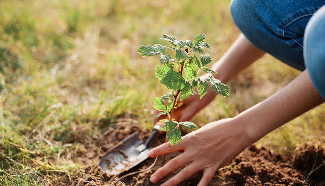 Quand planter des framboisiers