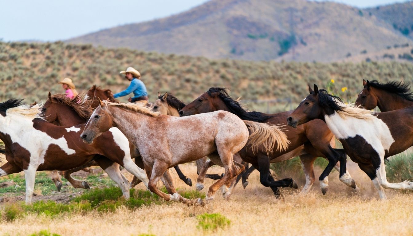 Quarter Horse