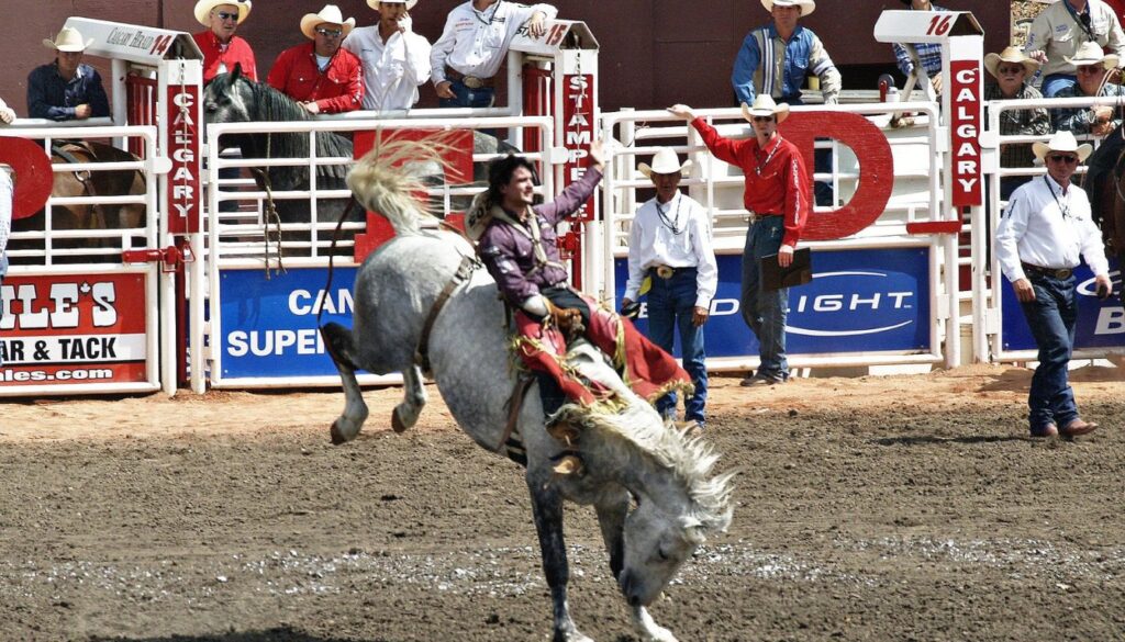 Races de chevaux du monde