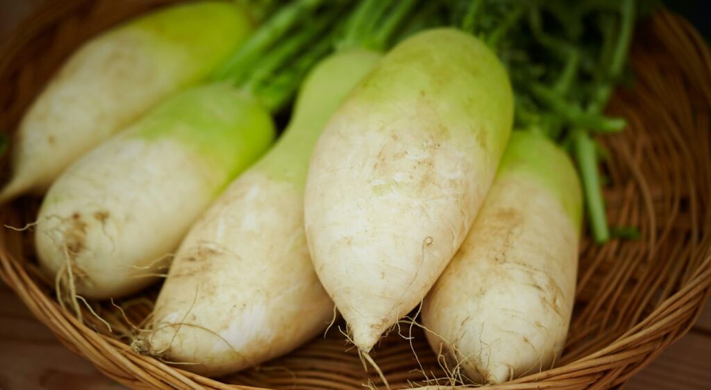 Daikon ou radis blanc