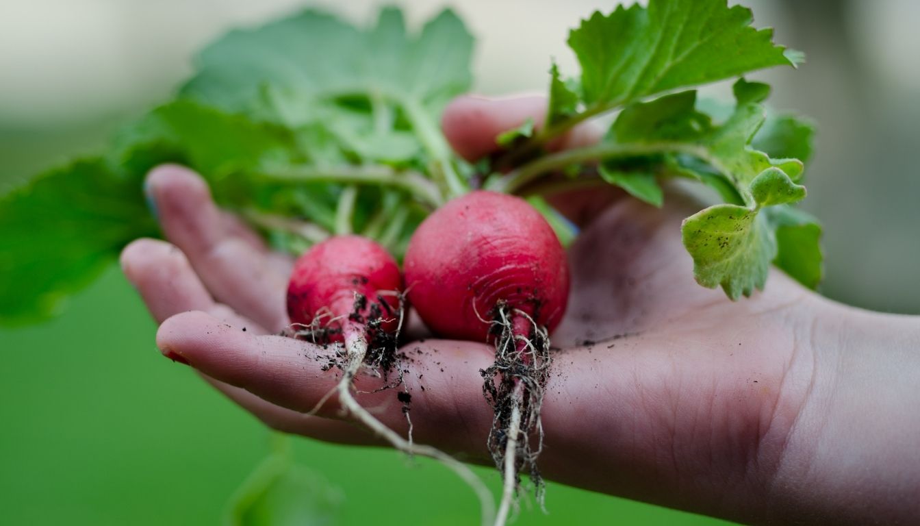 Comment planter des Radis
