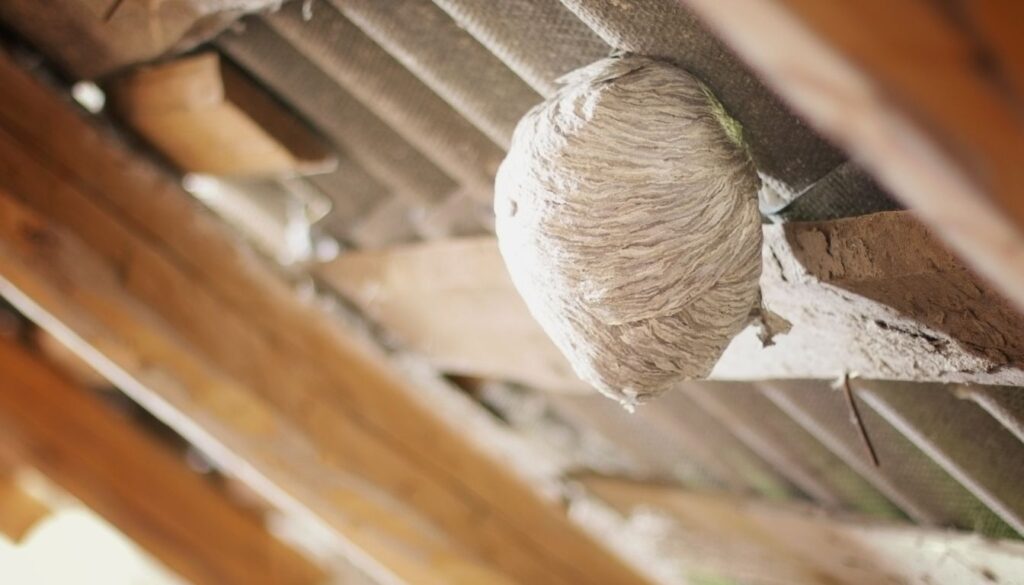 réaction nid de frelon Réaction Nid de Frelon