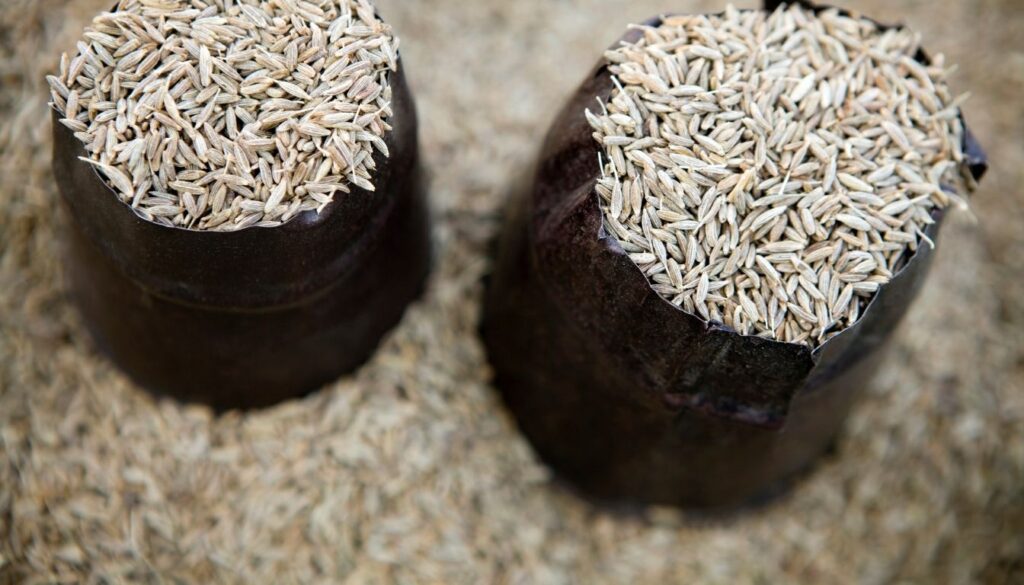 Séchage des graines de cumin