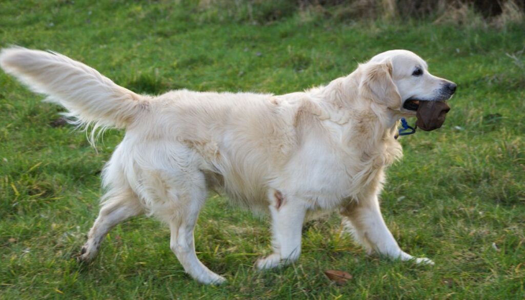 Retriever à Poil Plat