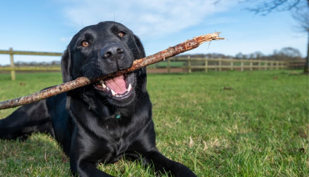 Retriever Labrador black