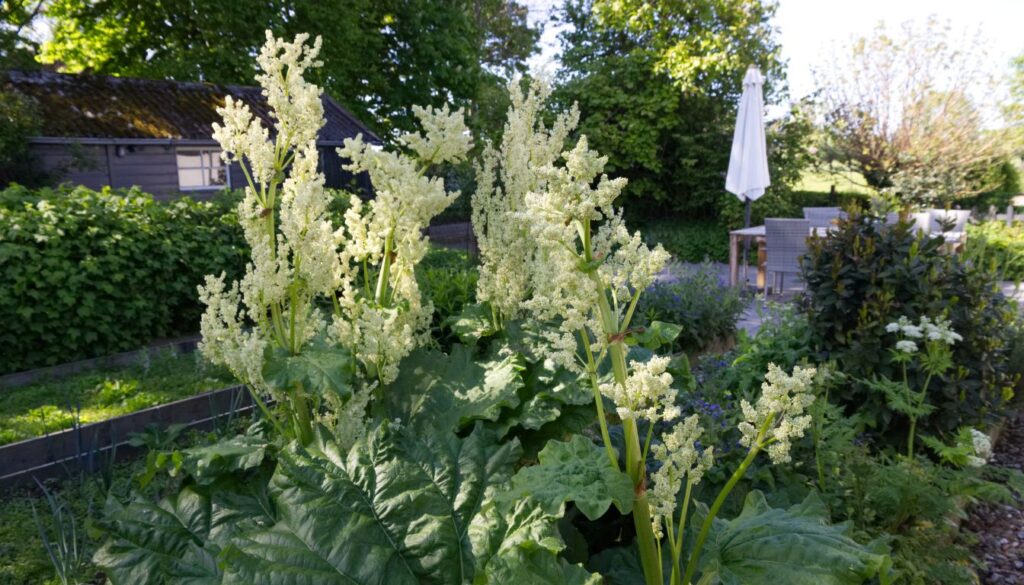 Fleurs de rhubarbe : aspect décoratif